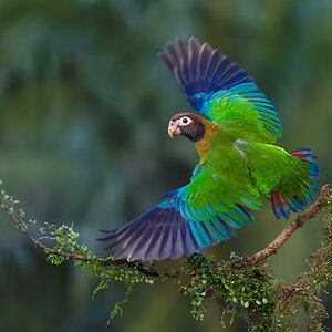 Brown-hooded-Parrot_RP23147-Edit.jpg