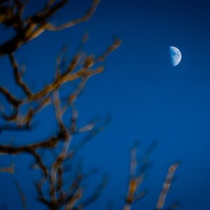 moon tree-2.jpg