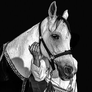 Arabian horse.jpg