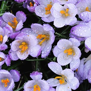 crocus-2.jpg