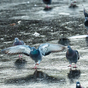pigeons on ice.-3.jpg