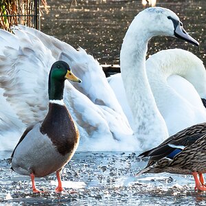 ducks and swans-5.jpg