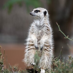 MeerkatOnGuard_A9IIII_300GM.jpg