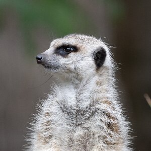 MeerkatOnGuard_A9III_300GM_100pc.jpg