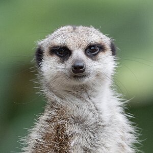 MeerkatPosing_A9III_300GM_100pc.jpg