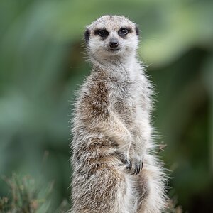 MeerkatPosing_A9II_300GM.jpg