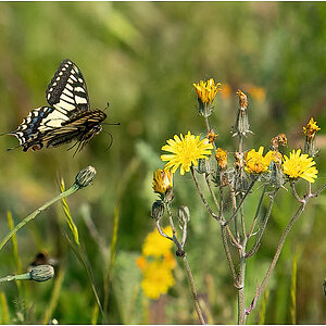 Swallowtail in flight.jpg