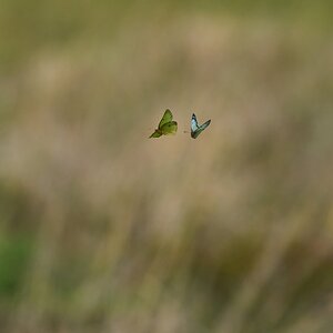 Moth Air Combat - BCSP - 04182021 - 54 - dn.jpg