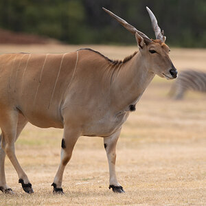 Eland.jpg