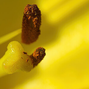 Pollen-Bearers.jpg