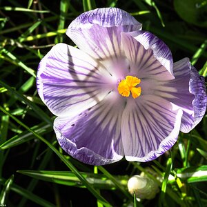 crocus-5.jpg