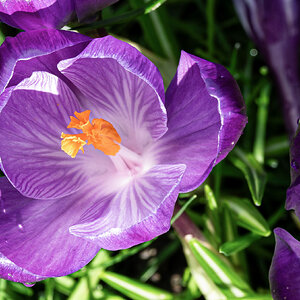 crocus-6_edited.jpg