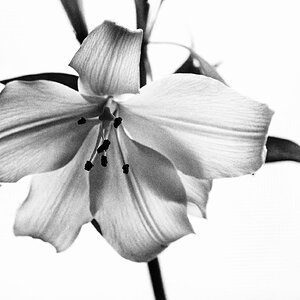 Lily in B&W.jpeg