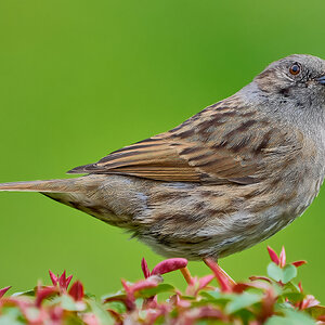 dunnock 2024 1.jpg