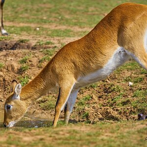 antelope 2018.jpg