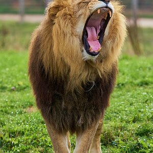 lion 2018.jpg