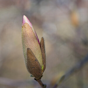 Tulip Magnolia Bud Heralds the Arrival of Spring.jpeg