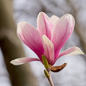 First Tulip Magnolia Blossom of  the Season.jpeg