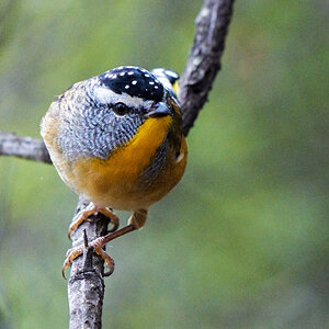 Spotted Pardalote 2 (1 of 1).jpg