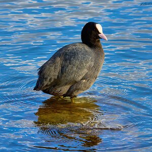 coot 2024 1 (2).jpg
