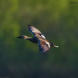 duck 2023 (7).jpg