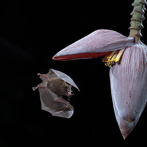 Bat-28930.jpg