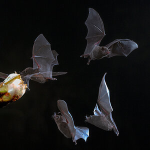 Bat-29137.jpg