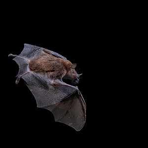 Bat-29204.jpg