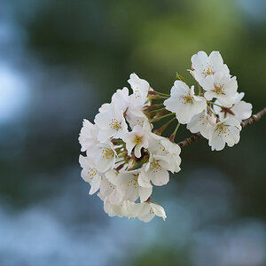 Cherry Blossoms Just Hanging Around.jpeg