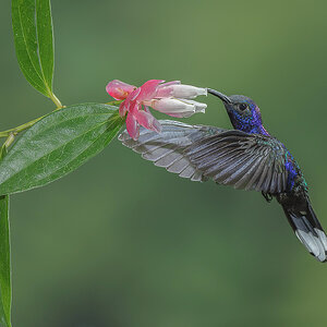 Violet-Sabrewing.jpg