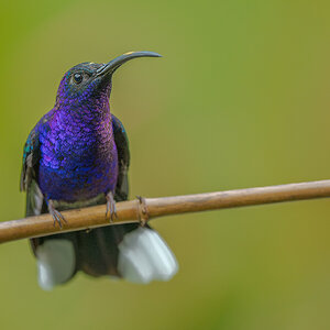 Violet-Sabrewing-21564.jpg