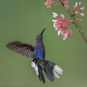 Violet-Sabrewing-23171-Edit.jpg