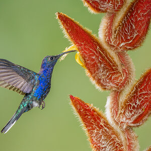 Violet-Sabrewing-24144.jpg