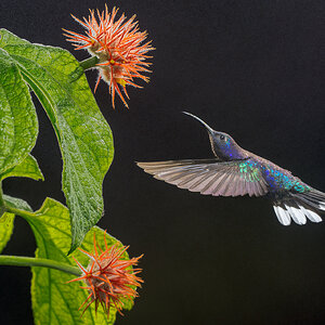 Violet-Sabrewing-24188.jpg