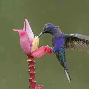 Violet-Sabrewing-25783.jpg