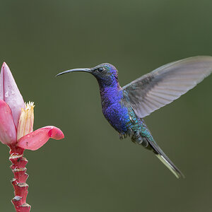 Violet-Sabrewing-26507.jpg