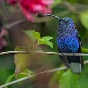 Violet-Sabrewing-27690.jpg