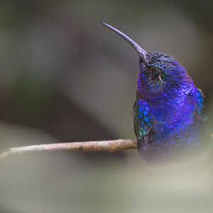 Violet-Sabrewing-29308.jpg