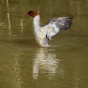 goosander 2024 2.jpg