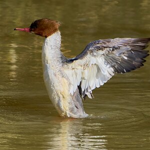 goosander 2024 3.jpg