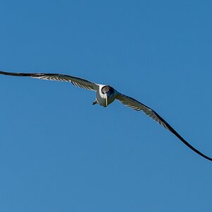 _7RV0190_Crested_Tern_1.jpg