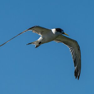 _7RV0192_Crested_Tern_2.jpg