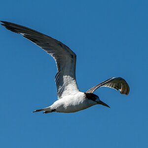 _7RV0193_Crested_Tern_3.jpg