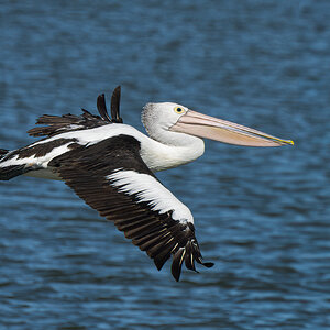 _7RV0168_Pelican_1.jpg