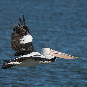 _7RV0170_Pelican_2.jpg