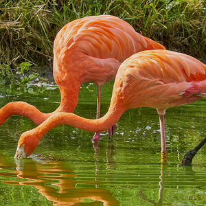flamingo 2017.jpg