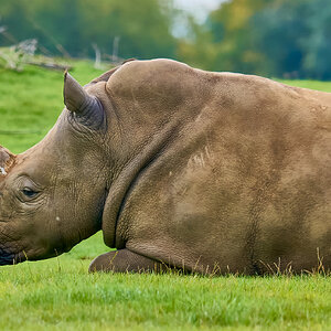 rhino 2017.jpg