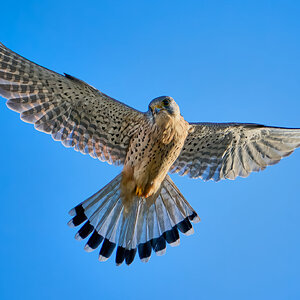 kestrel 2023 671.jpg