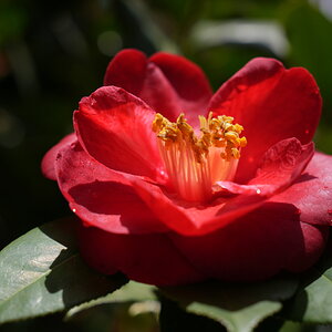 DSC09417.JPG