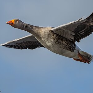 Greyleg Geese in flight-15.jpg